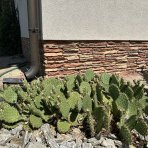 Opuncia tmavotŕňová (Opuntia Phaeacantha) - výška 5-10 cm, kont. P9 (-30°C)